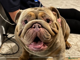 English Bulldog dogs English Bulldog (Stud) - Advert 1