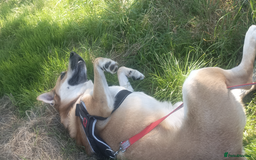 Mixed Breed dogs for sale: Odin. Sweet and beautiful crossbreed boy - Image 17