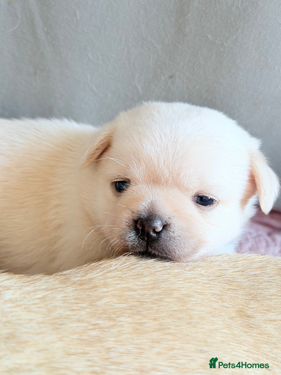 Mixed Breed dogs for sale: Adorable Pug x Pomeranian Puppies  - Image 29
