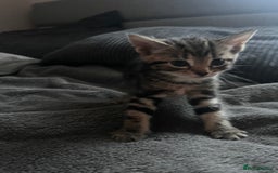 Domestic Shorthair cats for sale: tabby kittens for sale - Image 6
