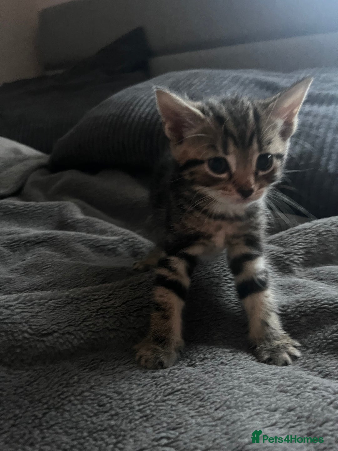 Domestic Shorthair cats for sale: tabby kittens for sale - Image 6