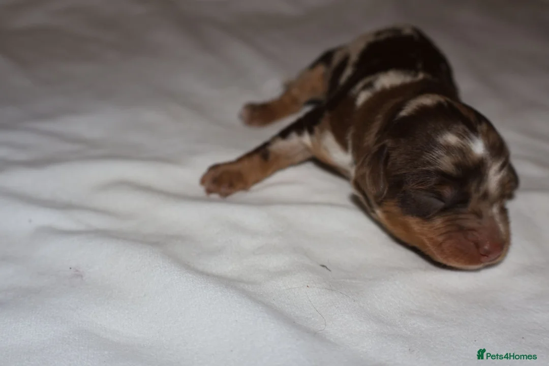 Cockapoo dogs for sale: Exceptional cockapoo puppies  - Advert 11