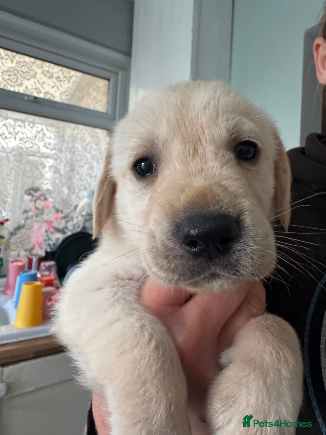 Goldador dogs for sale: 5 males 5 weeks old - Image 4