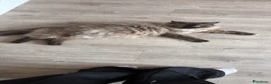 Ragcoon Kitten 1