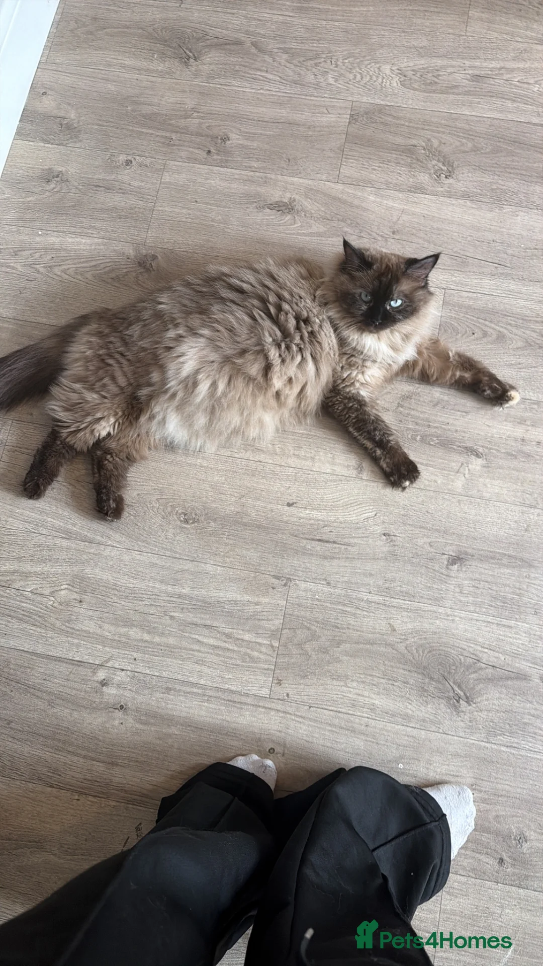 Ragcoon cats for sale: RAGCOON STUNNING 5star kittens  😻 - Advert 18