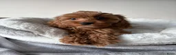 Cavapoo dogs for sale: Health Tested Cavapoo Puppies - Advert 4