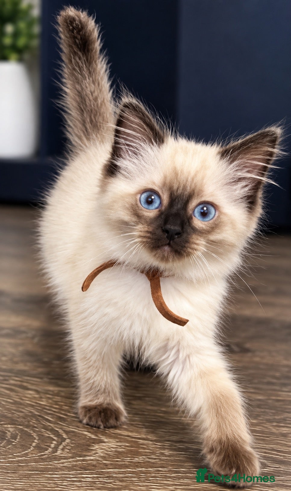 Ragdoll cats 1 sweet Ragdoll boy left 💙 championline - Advert 2