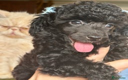 Toy Poodle dogs for sale: Adorable little toy poodle girls  - Image 5