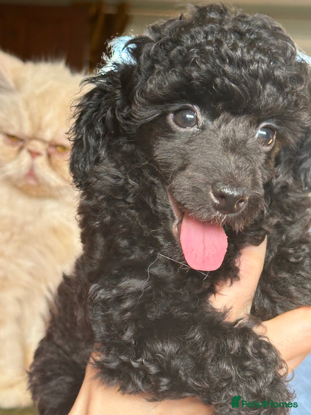Toy Poodle dogs for sale: Adorable little toy poodle girls  - Image 5