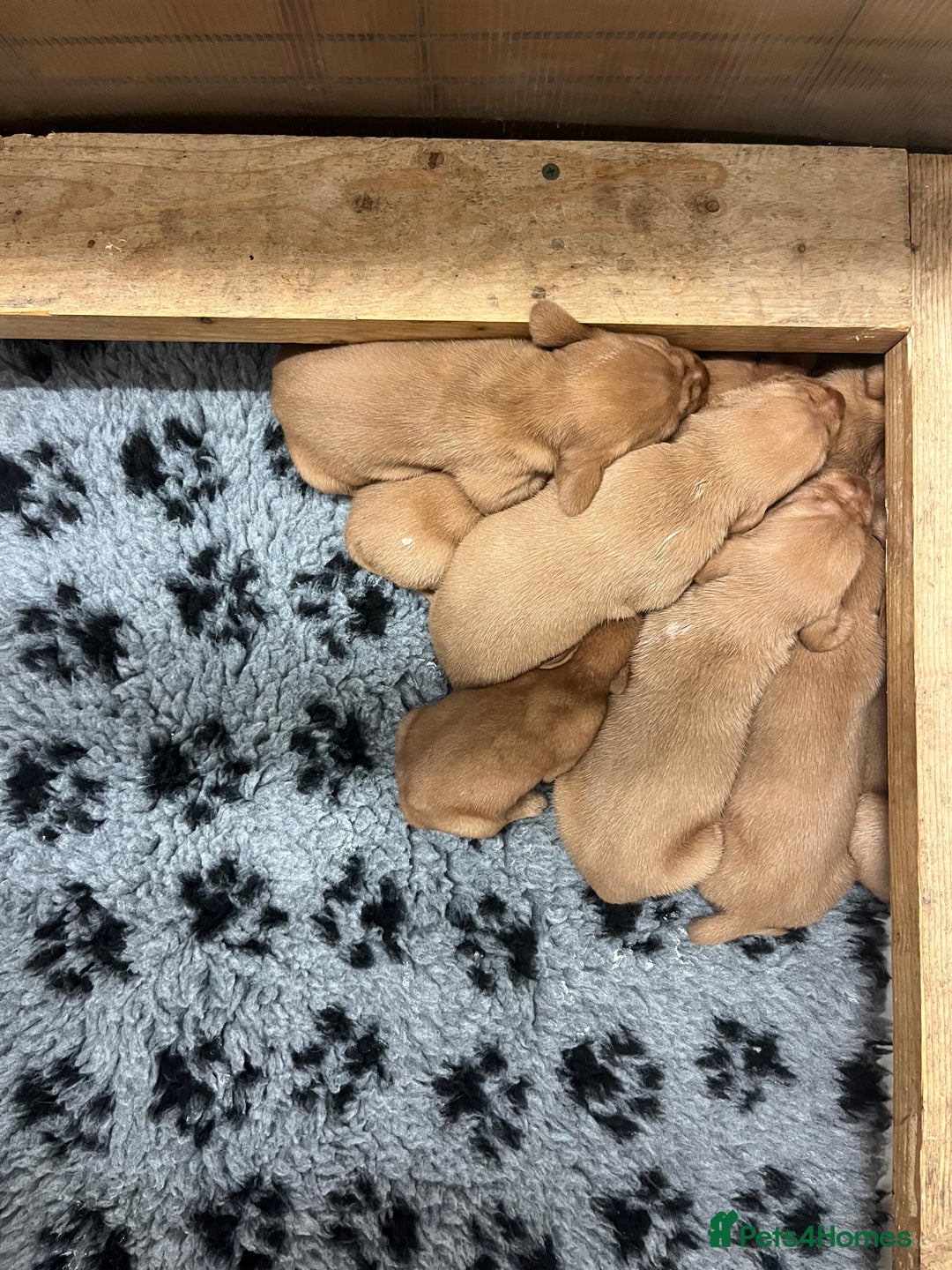 Hungarian Vizsla dogs for sale: Hungarian Wirehaired Vizsla Puppies  - Image 5