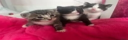 Mixed Breed cats for sale: 4 x Beautiful Mixed Breed Ragdoll Kittens  - Advert 8