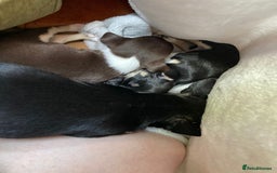 Chihuahua dogs for stud: Proven Lilac KC registered chihuahua for stud  in Liverpool - Image 23
