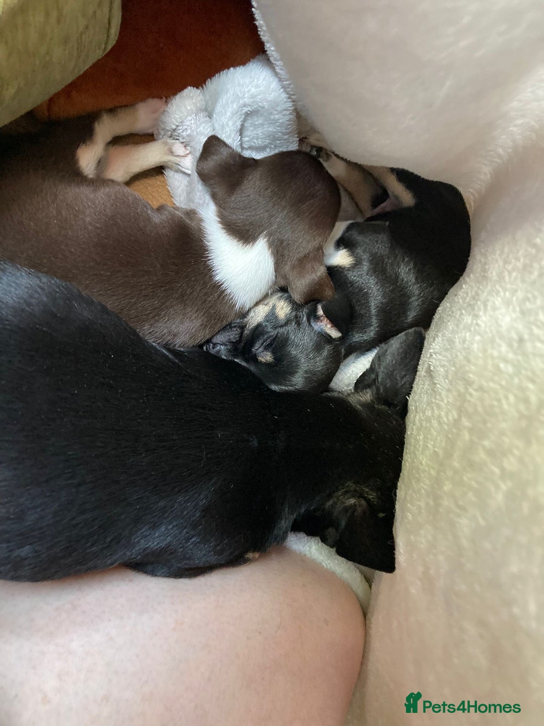Chihuahua dogs for stud: Proven Lilac KC registered chihuahua for stud  in Liverpool - Image 23