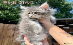 Maine Coon cats for sale: Pure Maine Coon Kittens READY TO LEAVE now! - Image 5
