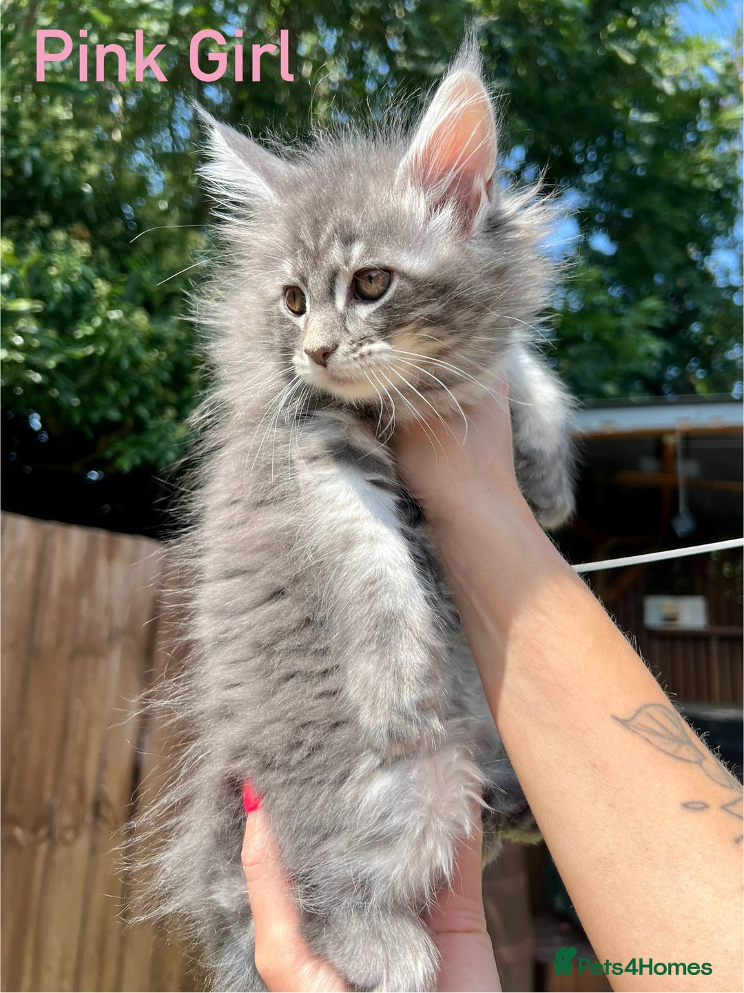 Maine Coon cats for sale: Pure Maine Coon Kittens READY TO LEAVE now! - Image 5