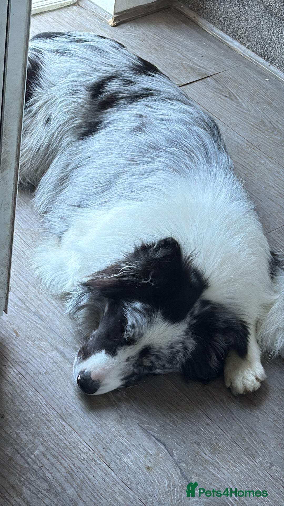 Border Collie dogs for sale: 9 Month old KC Reg, Show Line, Male Border Collie - Advert 4