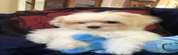 Maltipoo dogs for sale: Maltipoo puppies for sale  - Advert 17