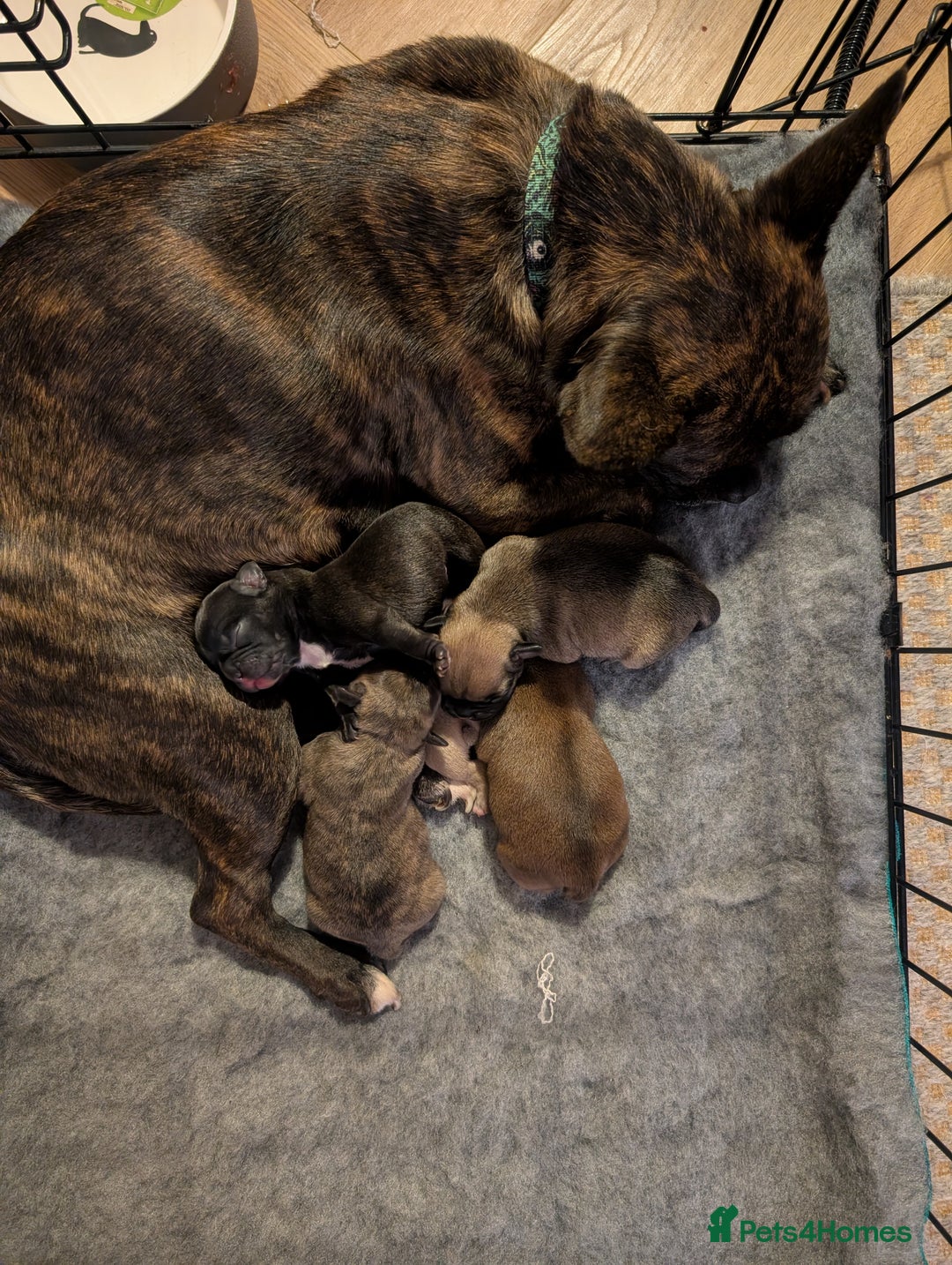 Mixed Breed dogs for sale: 75% Frenchie puppies - Advert 7