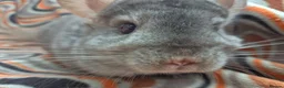 Chinchilla rodents for sale: Variety of chinchillas babys and adults - Advert 34