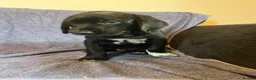 Mixed Breed dogs for sale: Gorgeous Huntaway X GWP Puppies in Turriff - Advert 12