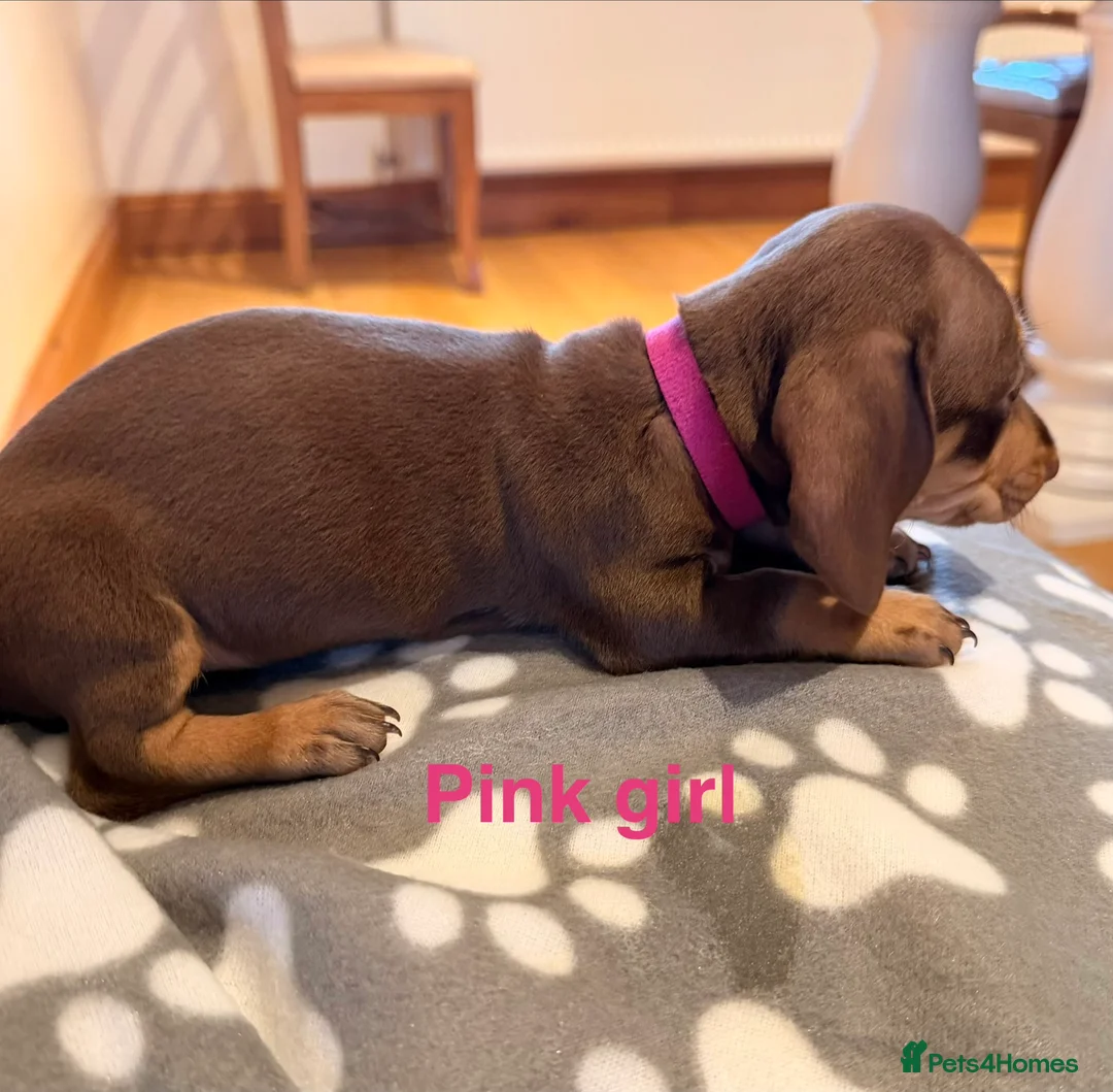 Miniature Dachshund dogs for sale: 5 miniature dachshund puppies  - Advert 6