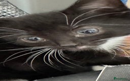 Mixed Breed cats for sale: 3x tuxedo 1x all black kittens - Image 1