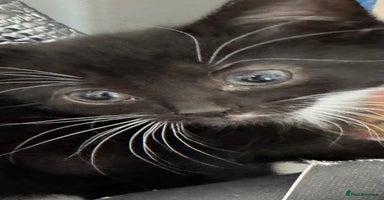 Mixed Breed cats - Advert 11