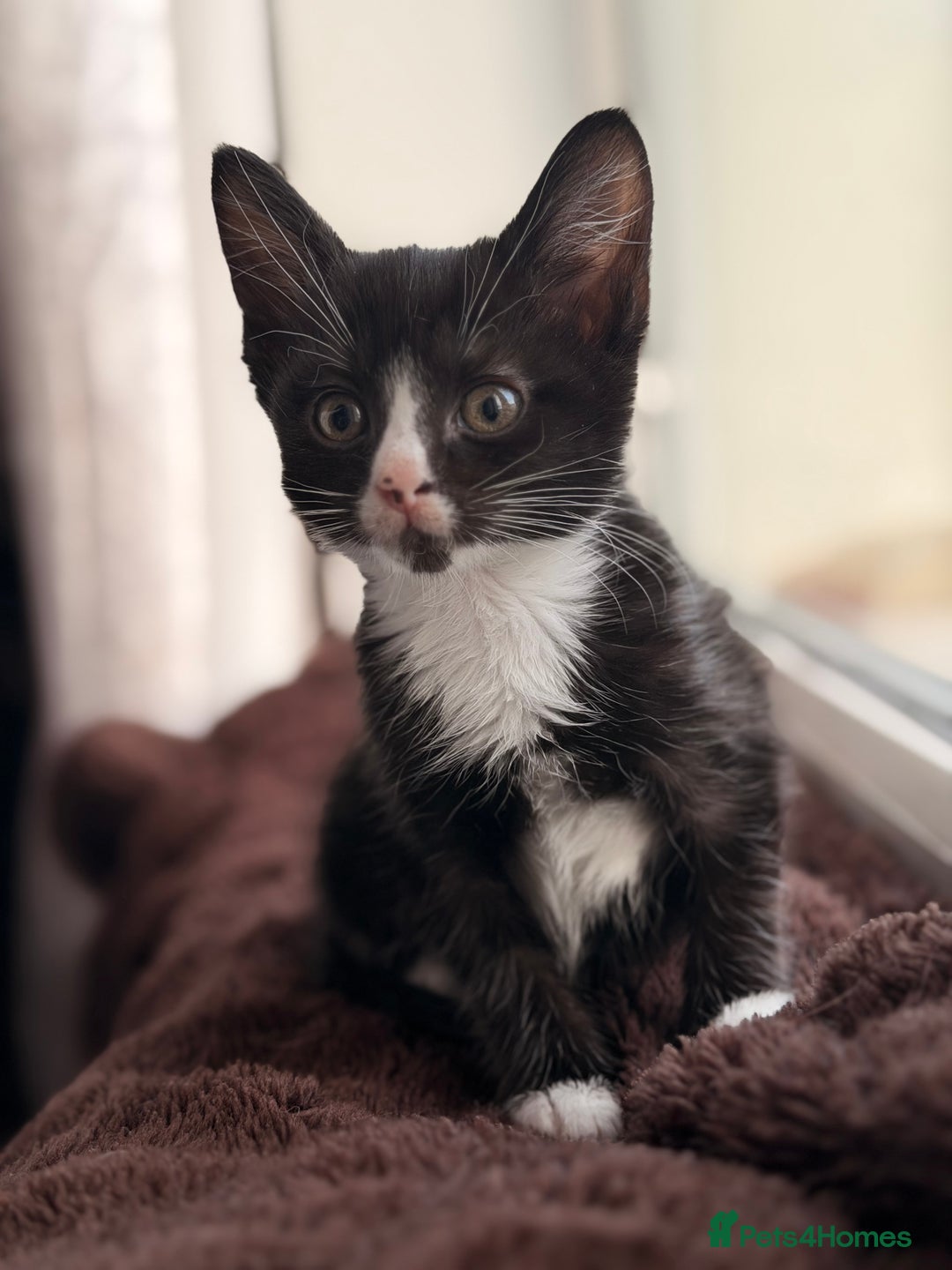 Mixed Breed cats for sale: Mixed breed kittens  - Advert 3