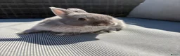 Netherland Dwarf rabbits for sale: Two Male pure breed Netherland dwarfs for sale  - Advert 3