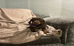 Dachshund dogs for sale: Beautiful standard dachshund litter   - Image 12