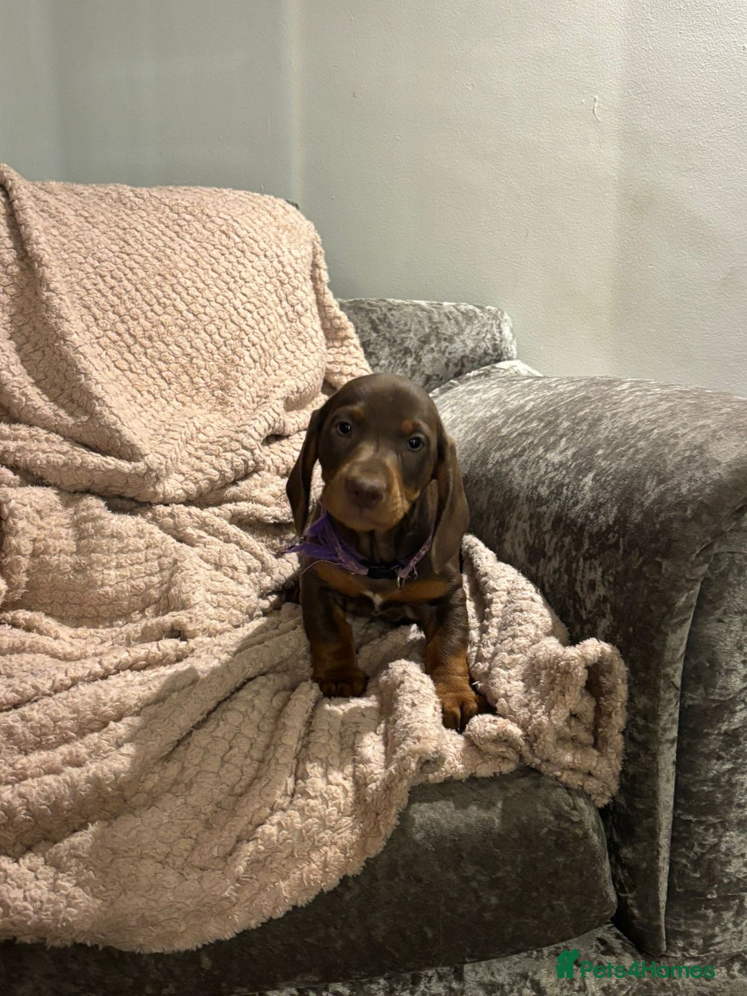 Dachshund dogs for sale: Beautiful standard dachshund litter   - Image 12