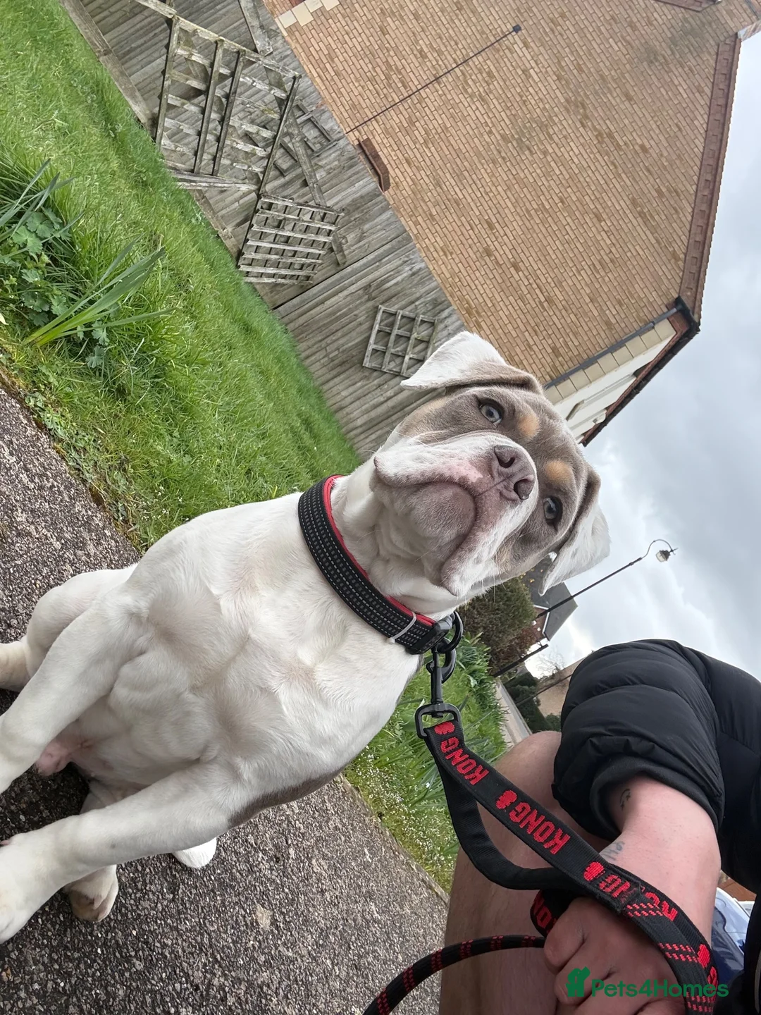Olde English Bulldogge dogs for sale: Olde English bulldog  - Advert 6