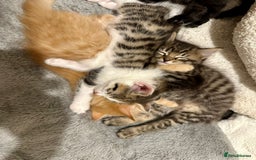 Mixed Breed cats for sale: For Sale: 5 Adorable Male Kittens 🐾 - Image 3