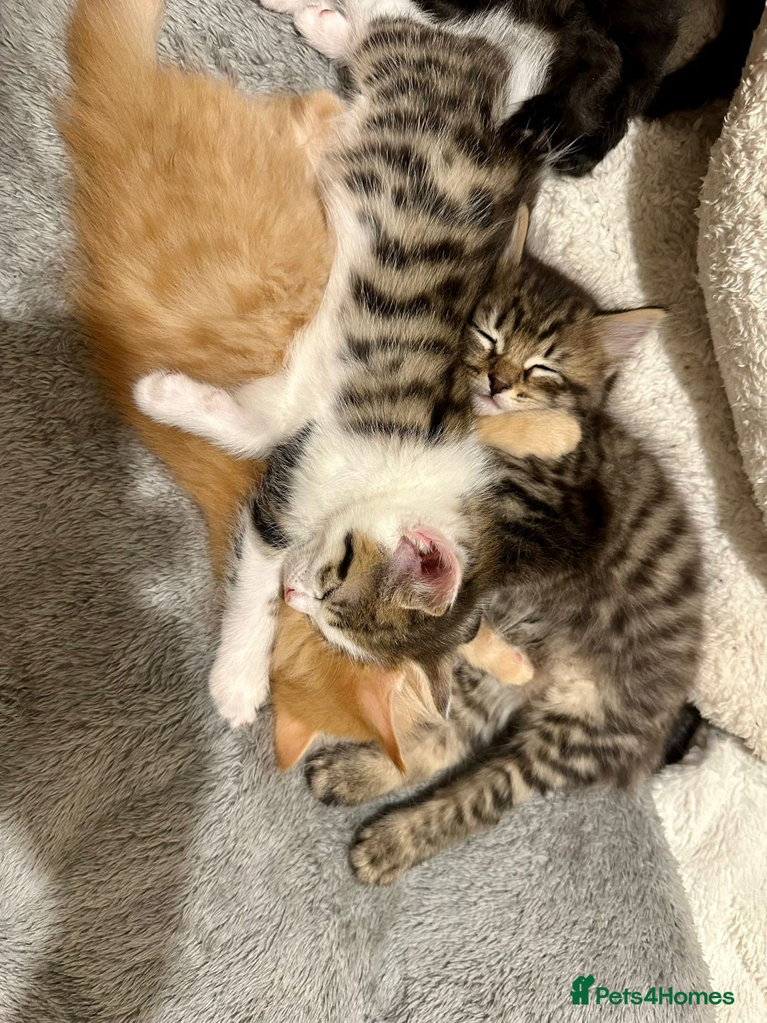 Mixed Breed cats for sale: For Sale: 5 Adorable Male Kittens 🐾 - Image 3