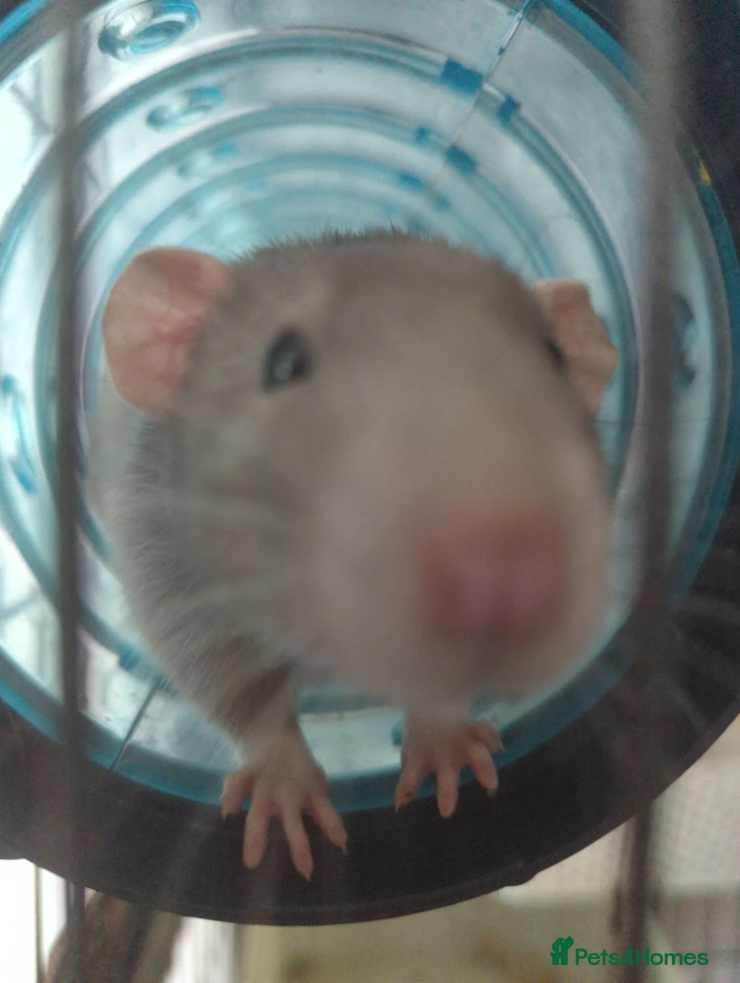 Rat rodents for sale: 2 male rats for rehome in Bristol - Advert 2