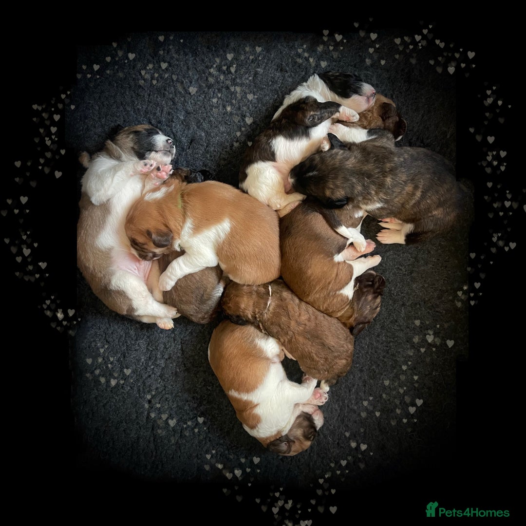 Saint Bernard dogs for sale: St Berdoodle Puppies  - Advert 1