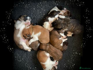 Saint Bernard dogs St Berdoodle Puppies - Advert 8