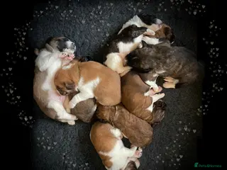 Saint Bernard dogs St Berdoodle Puppies - Advert 5