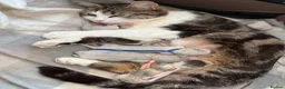 Mixed Breed cats for sale: 2 amazing kittens for sale - Advert 2