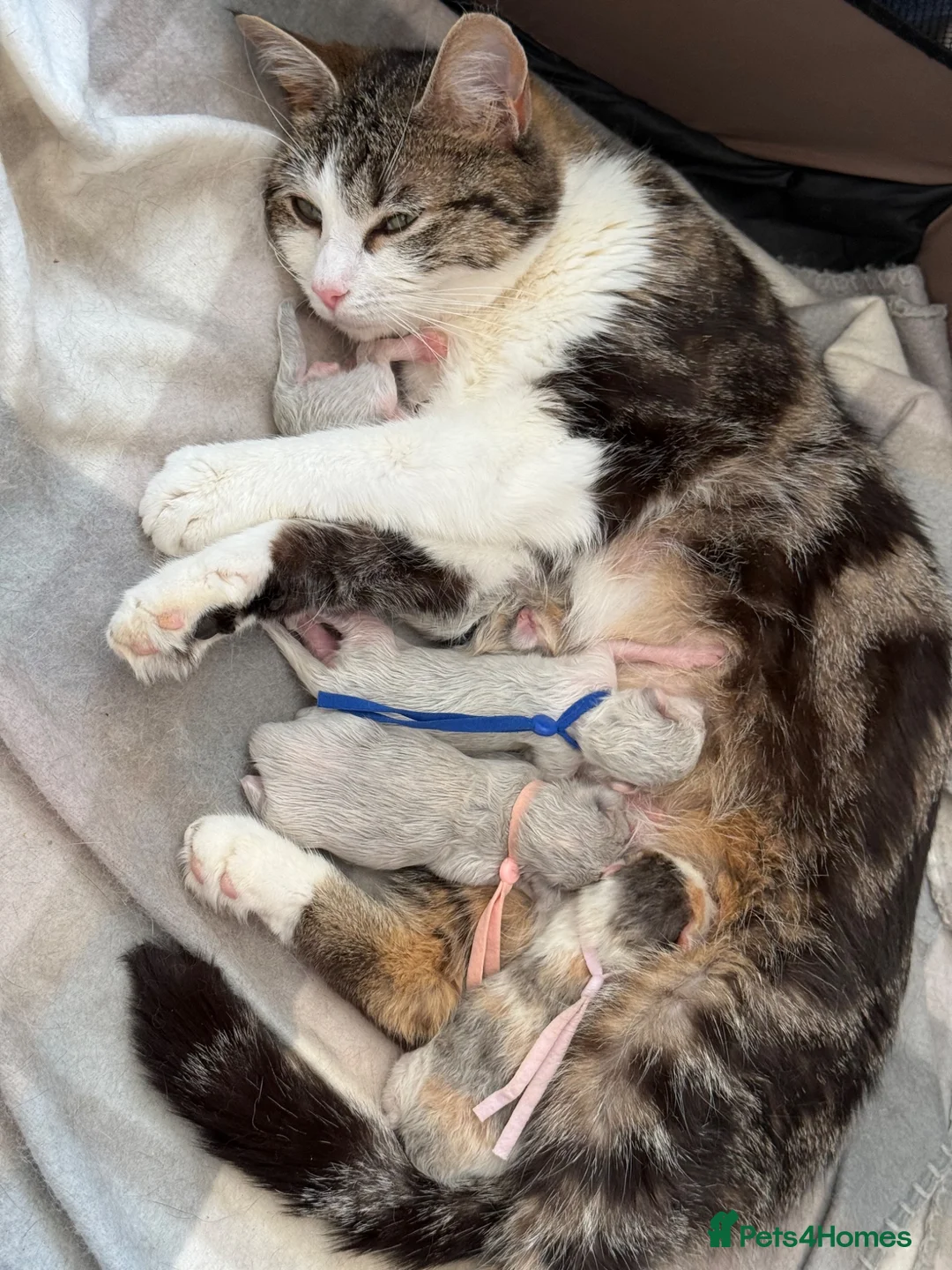 Mixed Breed cats for sale: 2 amazing kittens for sale - Advert 2