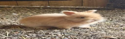 Angora rabbits for sale: Beautiful Fawn & white angora babies  - Advert 7