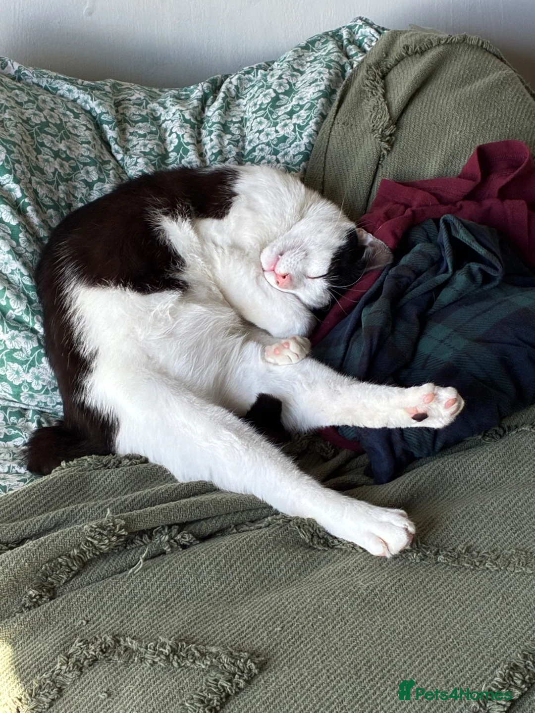 Mixed Breed cats for sale: Meet Martha - Advert 3