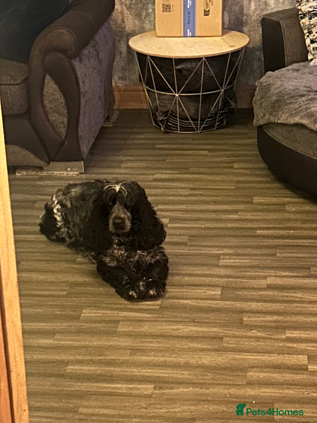 Cocker Spaniel dogs for sale: Show cocker spaniel  - Image 2