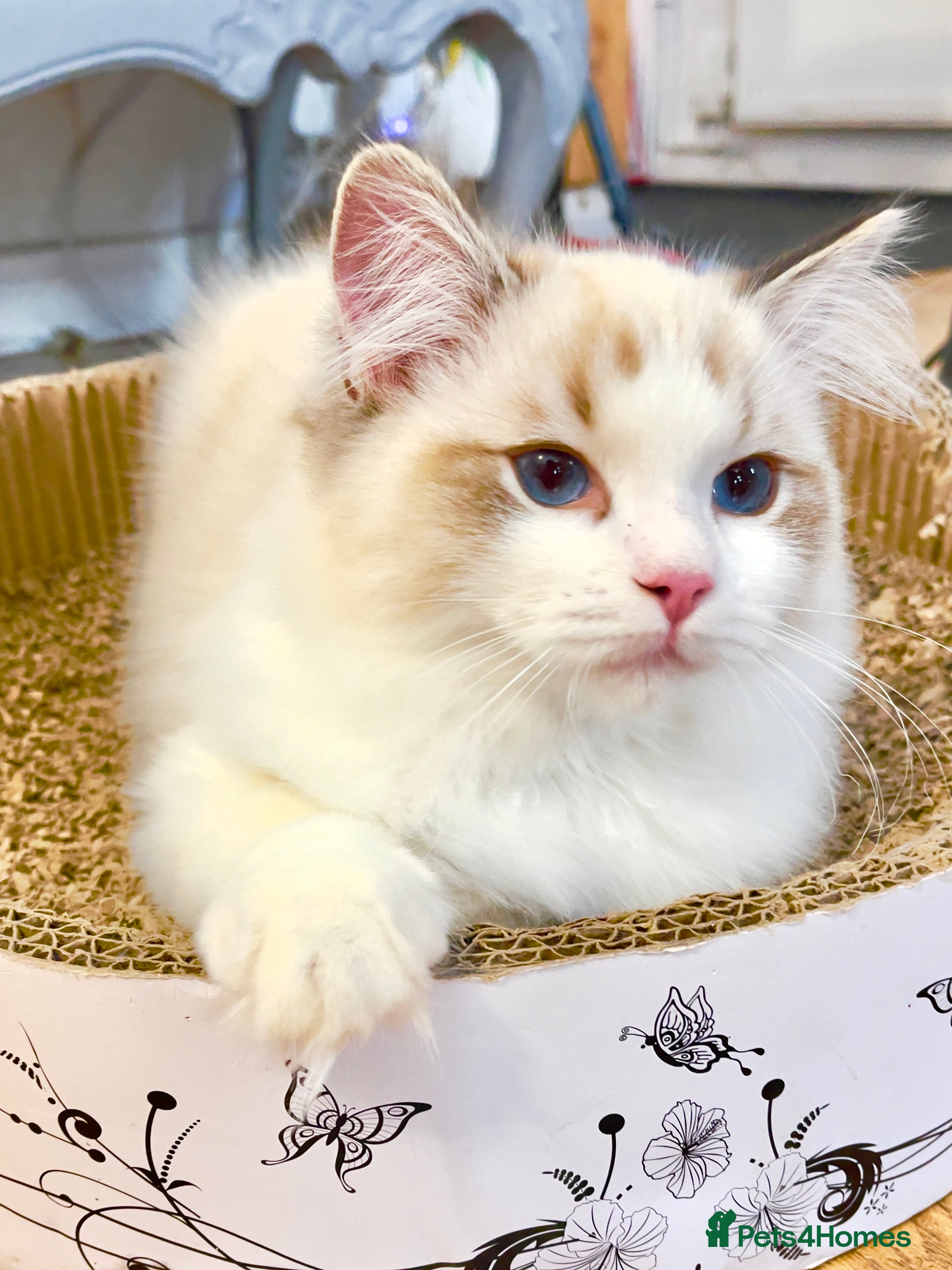 Ragdoll cats LAST BOY LEFT TICA Ragdoll Kittens – Ready Now! - Advert 11