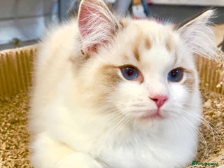 Ragdoll cats LAST BOY LEFT TICA Ragdoll Kittens – Ready Now! - Advert 11