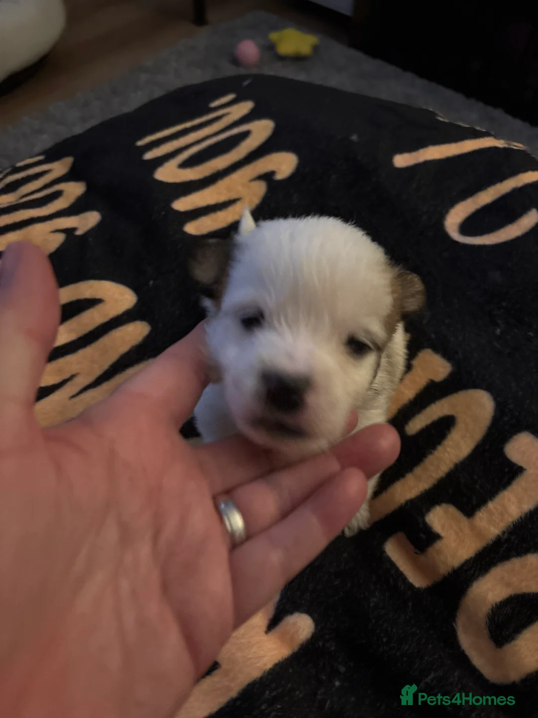 Mixed Breed dogs for sale: Maltijack - Advert 5