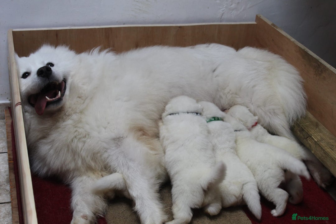 Samoyed dogs for sale: Samoyed puppies - fluff and joy - Image 9