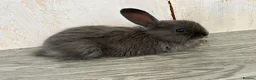 Mini Lop rabbits for sale: Mini lop bunnies ready now ❤️🐰 - Advert 19