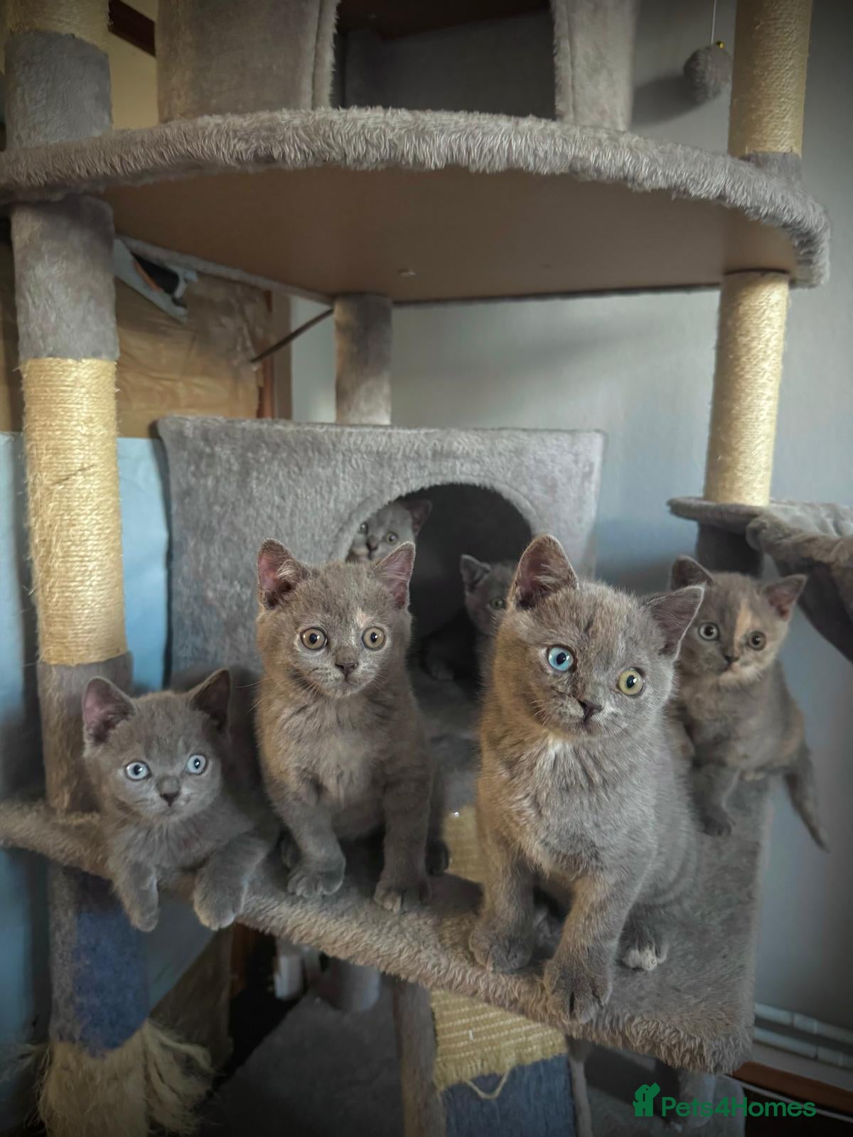 British Shorthair cats Gorgeous British Shorthair  - Advert 1
