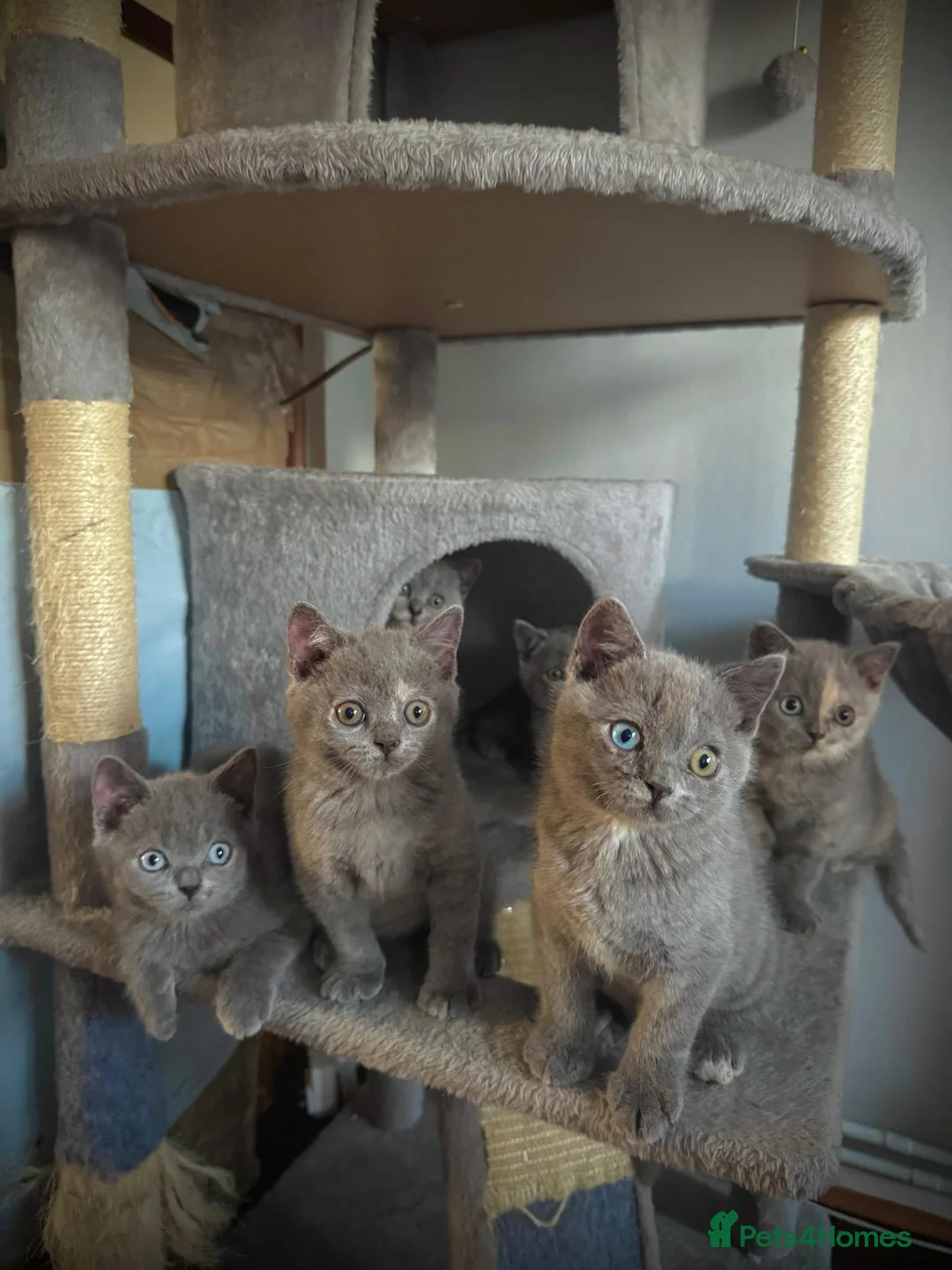 British Shorthair cats for sale: Gorgeous British Shorthair  - Advert 1